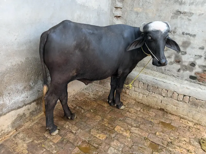 Buffalo for meat Katta Jhota Male buffalo for sakr — photo 3