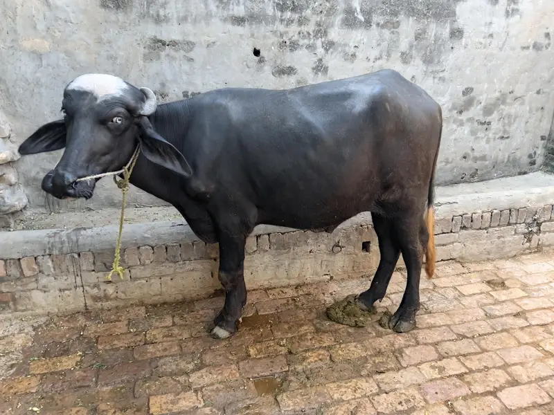 Buffalo for meat Katta Jhota Male buffalo for sakr — photo 4