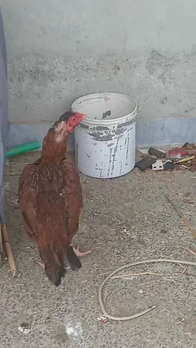 Aseel hen