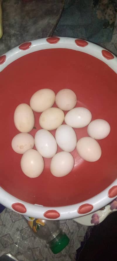 aseel eggs