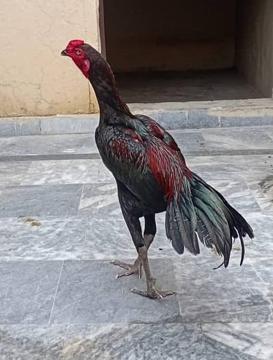 Aseel murga mianwali