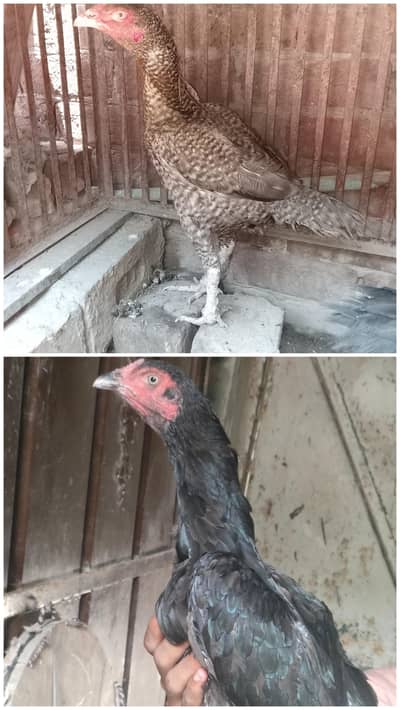 healthy aseel two pure hen and lay egg  03484853224