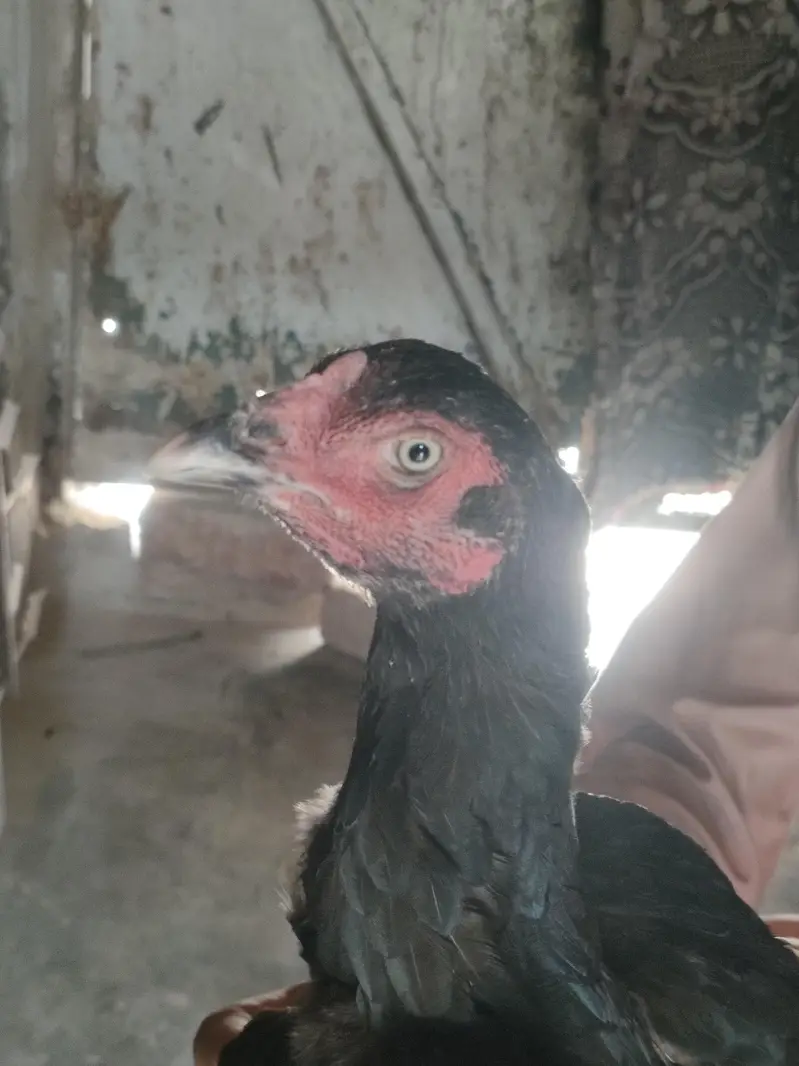 healthy aseel two pure hen and lay egg  03484853224 — photo 4