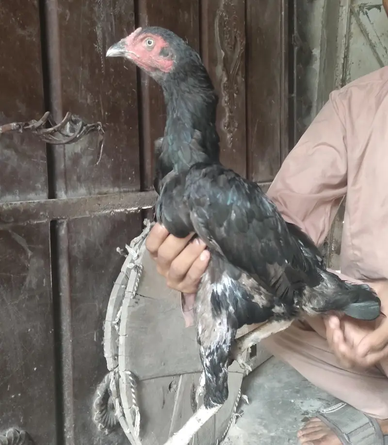 healthy aseel two pure hen and lay egg  03484853224 — photo 5