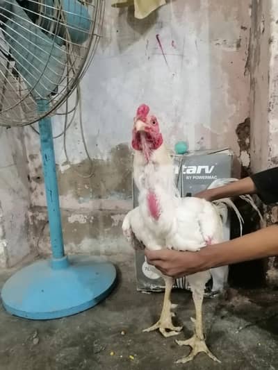 aseel heera