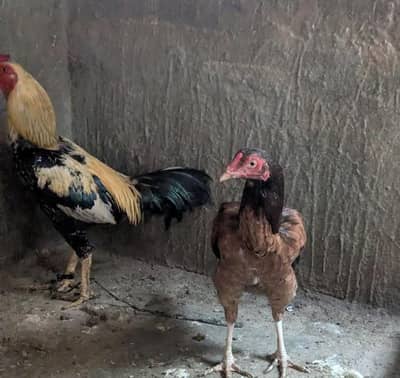 anda wali murghi hai