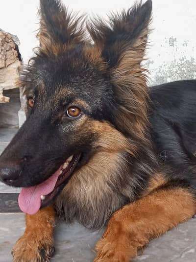Female German Sheperd