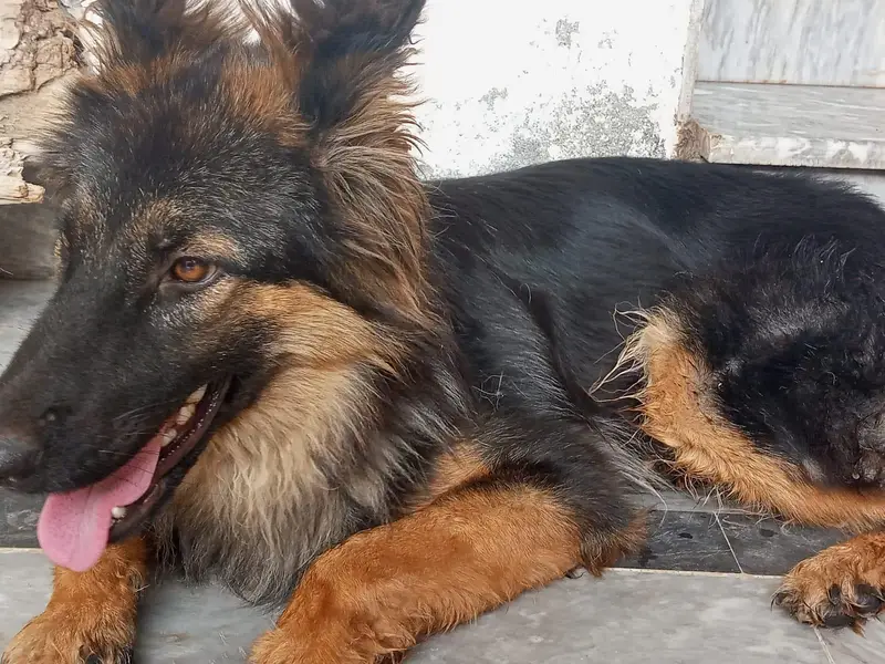 Female German Sheperd — photo 2