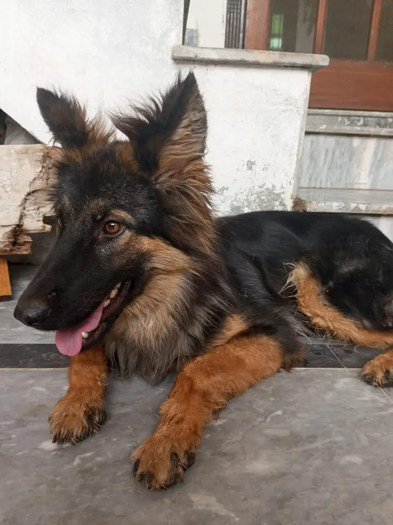 Female German Sheperd — photo 3