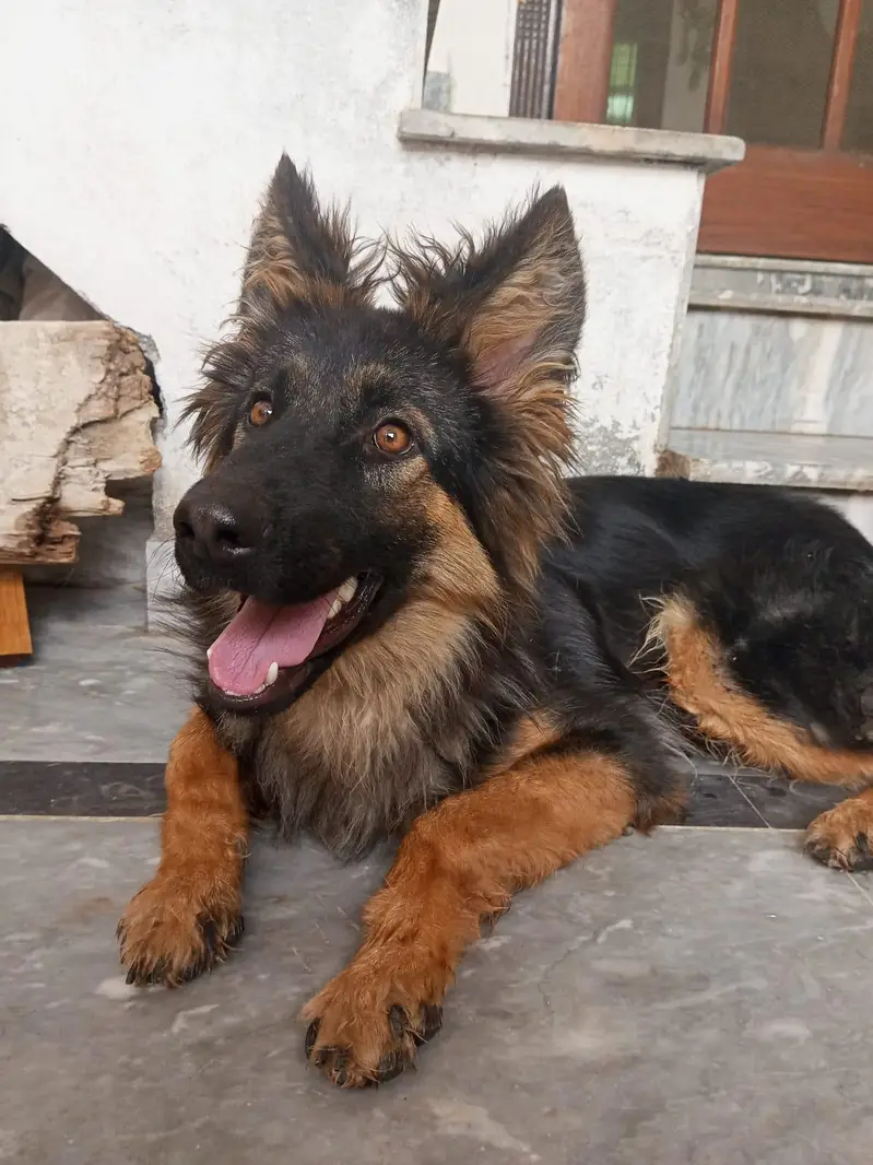 Female German Sheperd — photo 5