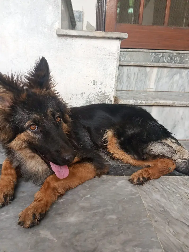 Female German Sheperd — photo 6