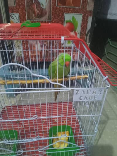 green parrot taking hen tem  03142868474 call num priz 11000