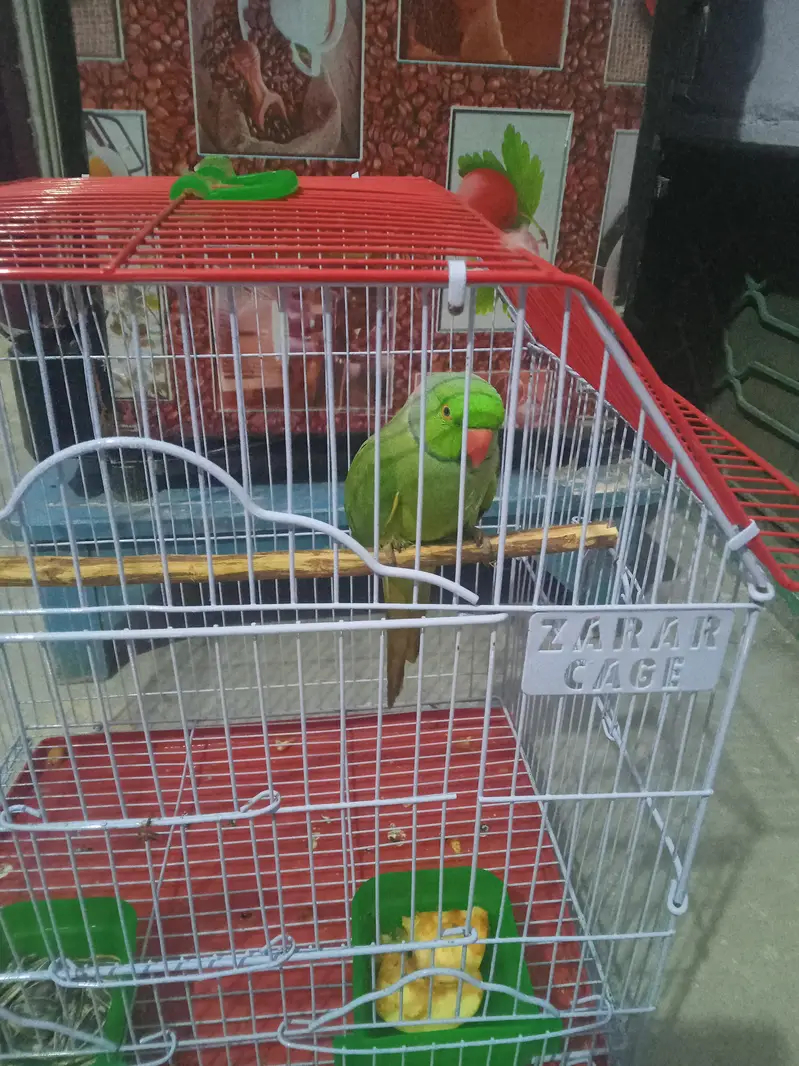 green parrot taking hen tem  03142868474 call num priz 11000 — photo 2