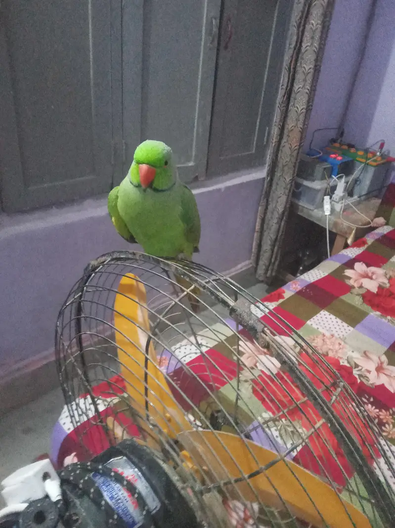 green parrot taking hen tem  03142868474 call num priz 11000 — photo 3