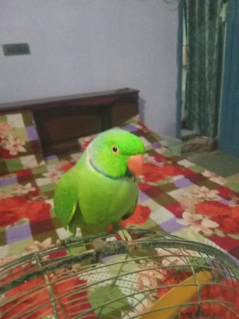 green parrot taking hen tem  03142868474 call num priz 11000 — photo 4