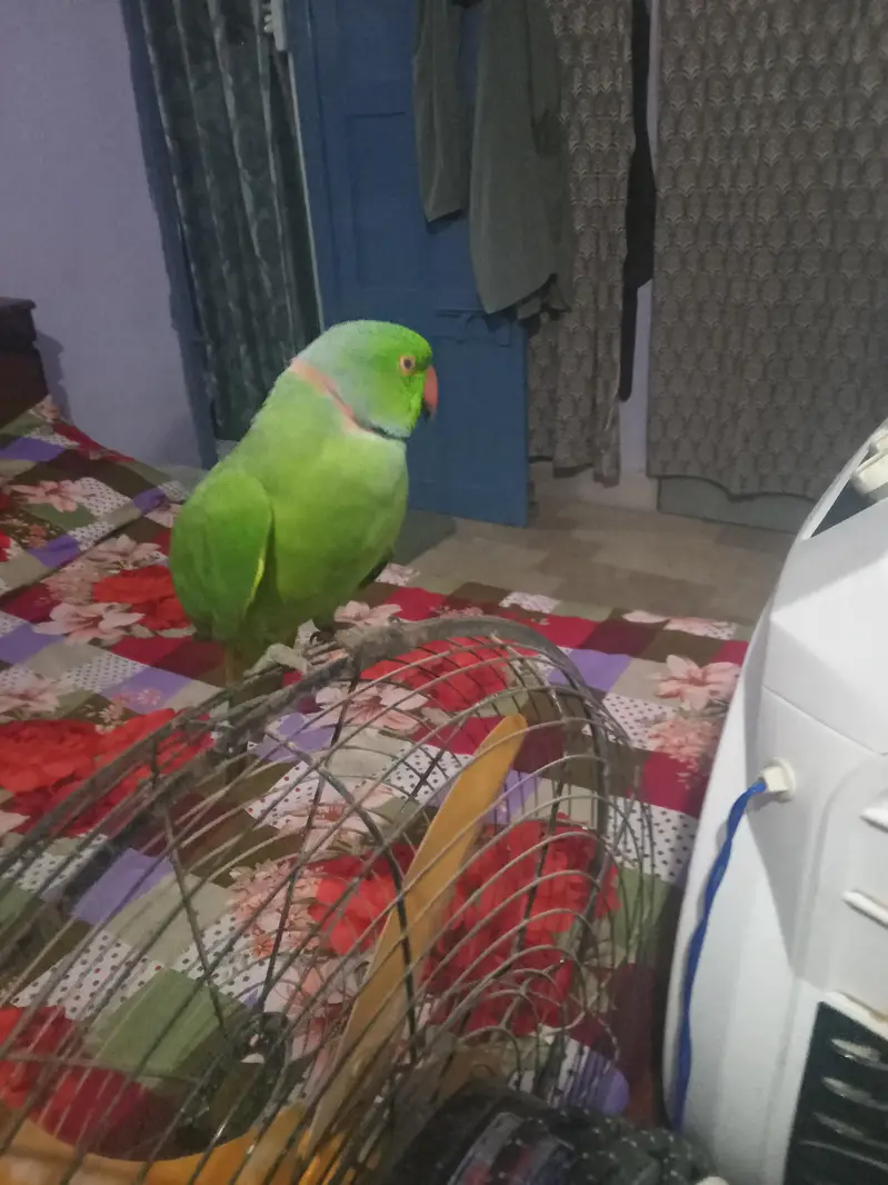 green parrot taking hen tem  03142868474 call num priz 11000 — photo 5