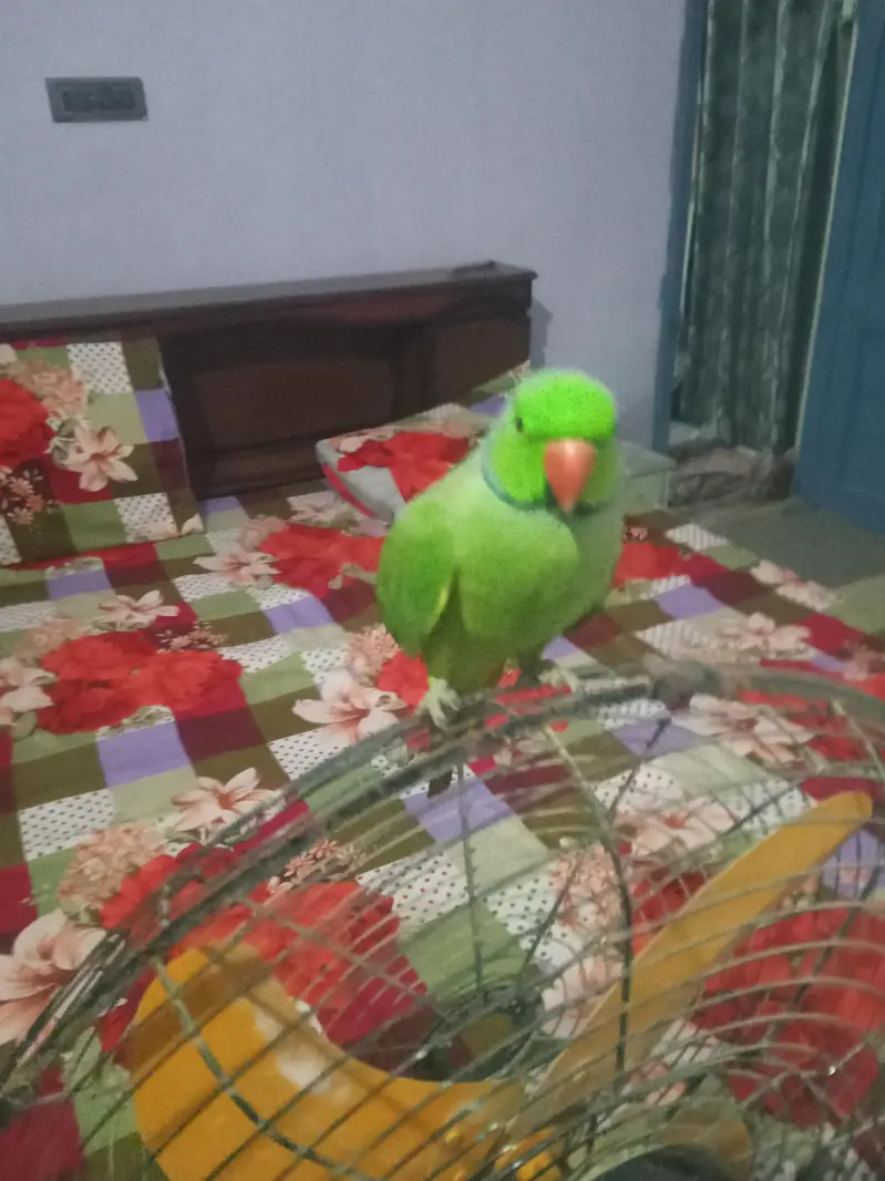 green parrot taking hen tem  03142868474 call num priz 11000 — photo 6