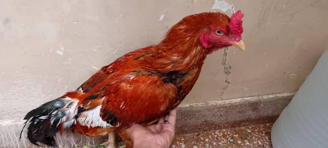 golden aseel murga or mashki margyan