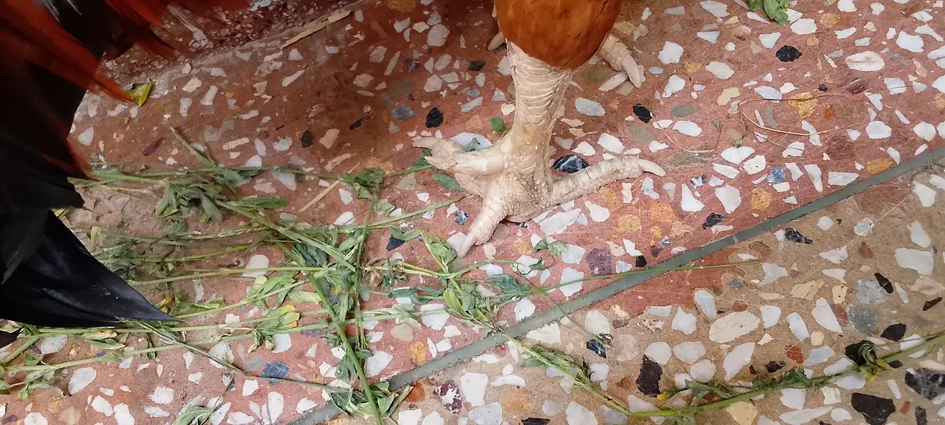 golden aseel murga or mashki margyan — photo 5