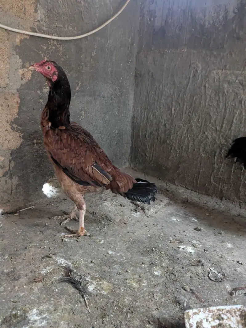 anda wali murghi hai — photo 2