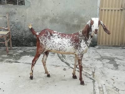 Desi Bakri (3 Months Gabban)