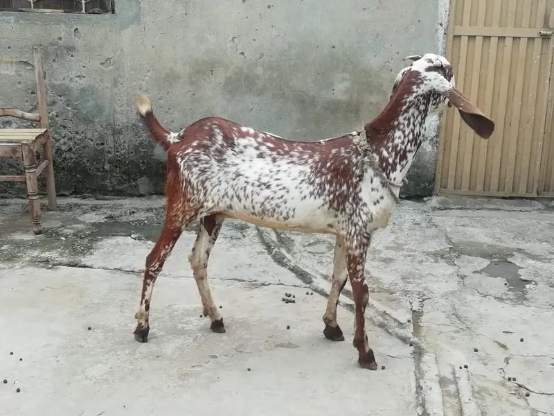 Desi Bakri (3 Months Gabban) — photo 2