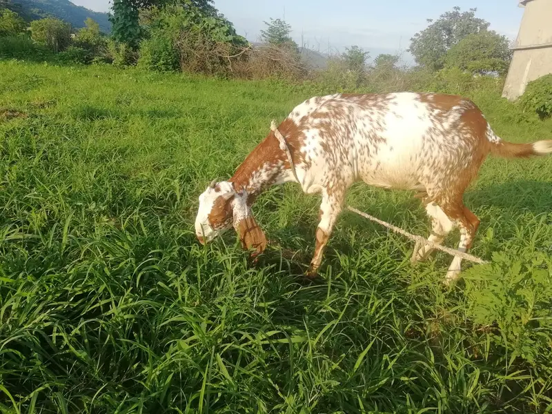 Desi Bakri (3 Months Gabban) — photo 3
