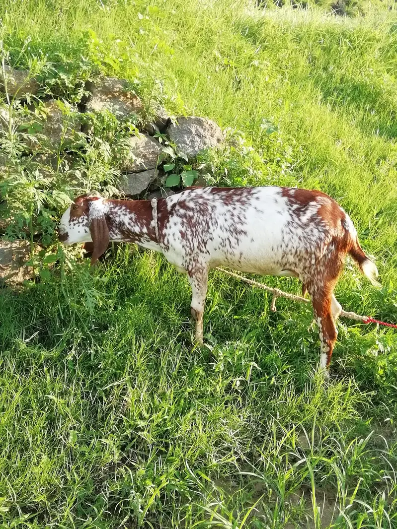 Desi Bakri (3 Months Gabban) — photo 4