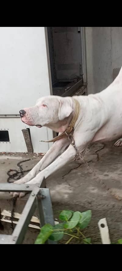 bully dog . .