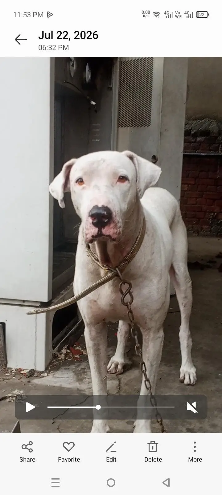 bully dog . . — photo 2