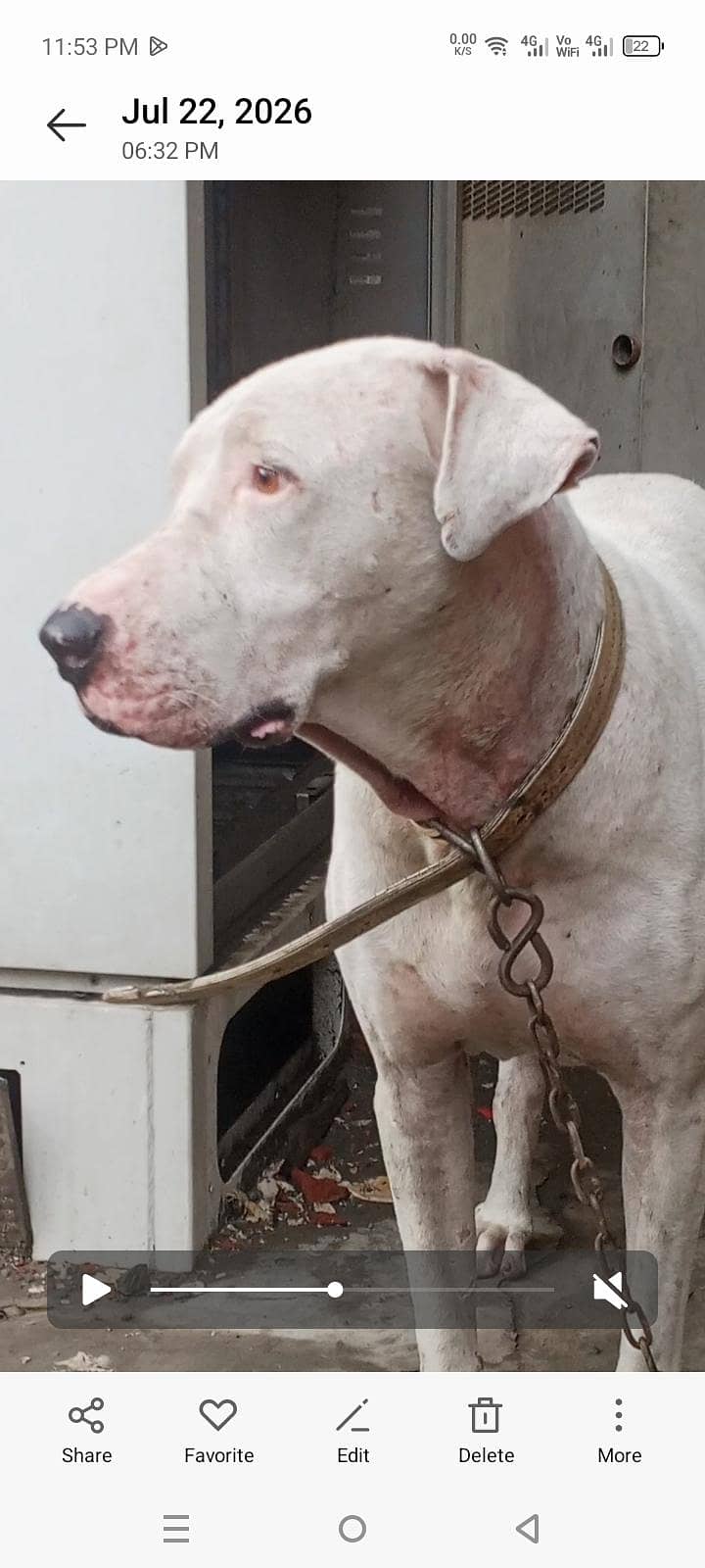 bully dog . . 2
