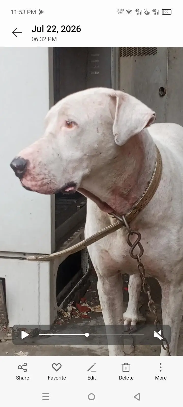 bully dog . . — photo 3
