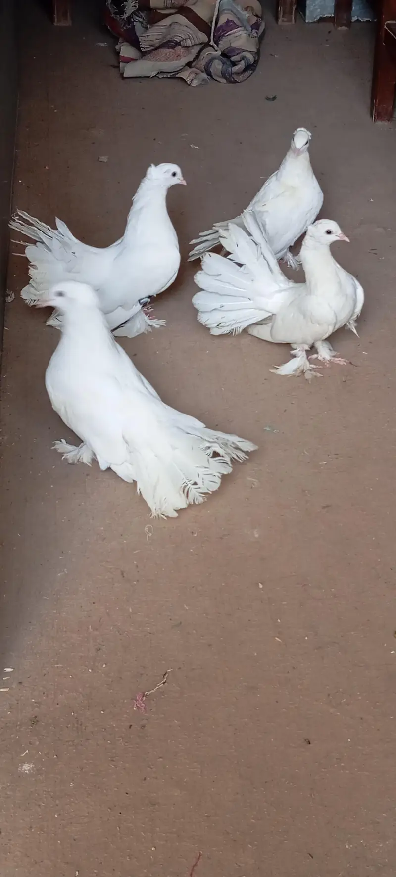 luky kabotar for sale