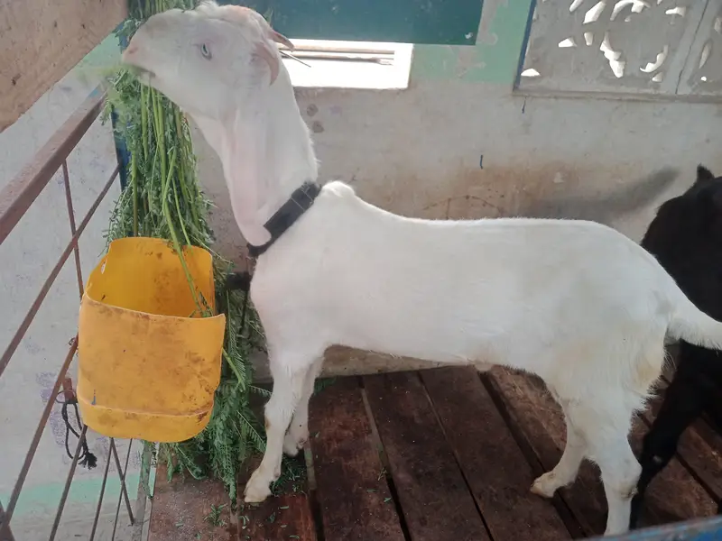 Rajanpuri — photo 2