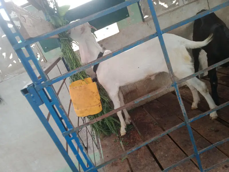 Rajanpuri — photo 3