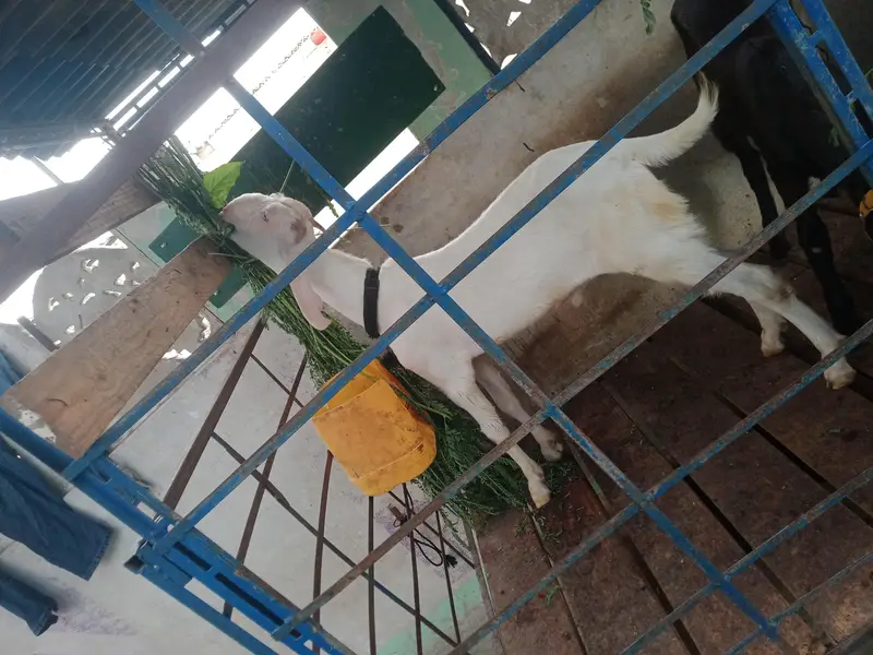 Rajanpuri — photo 4