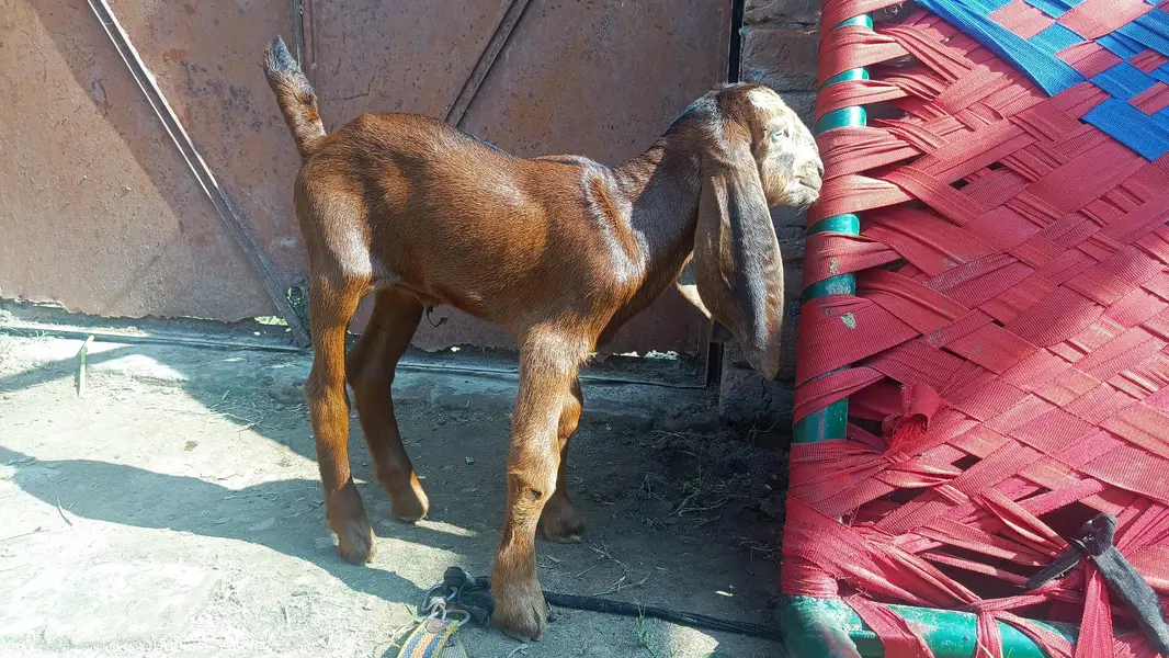 achi quality k bachy h rabhta 03400022862 only WhatsApp — photo 3