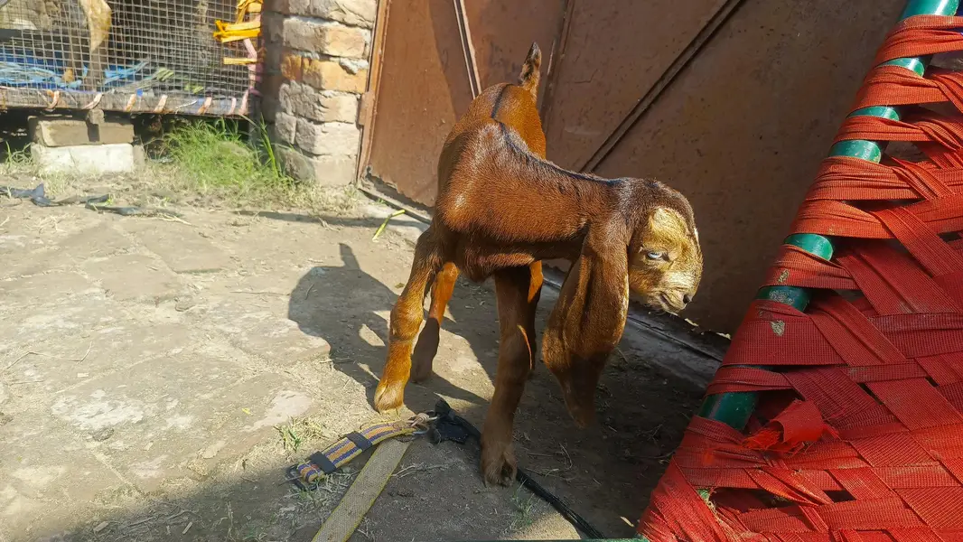 achi quality k bachy h rabhta 03400022862 only WhatsApp — photo 4
