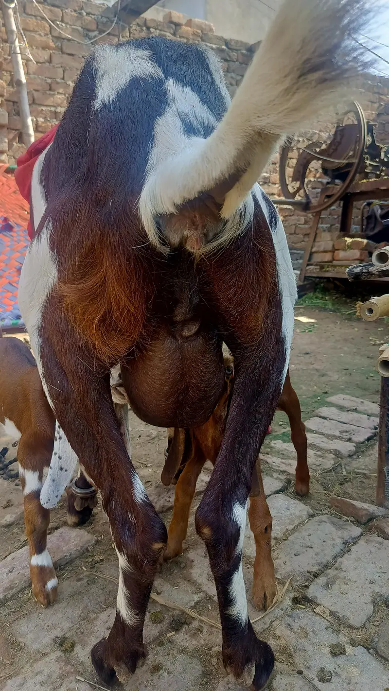 achi quality k bachy h rabhta 03400022862 only WhatsApp — photo 5