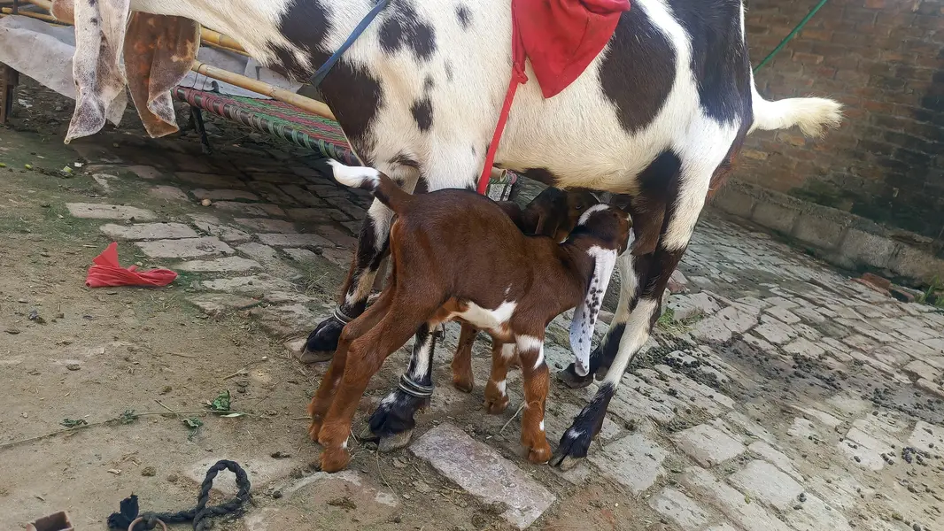 achi quality k bachy h rabhta 03400022862 only WhatsApp — photo 7