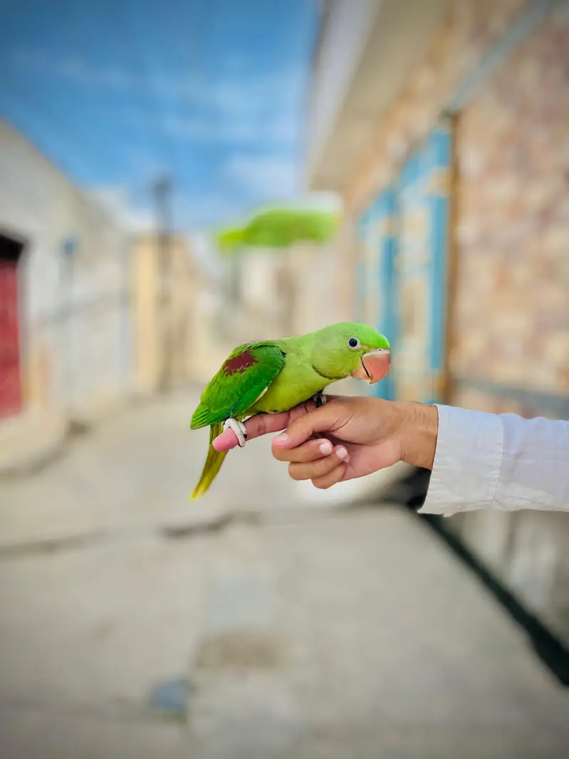 best parrot — photo 2