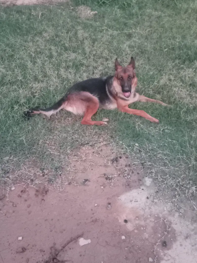 Stock Coat German Shepherd Breeder Female — photo 3