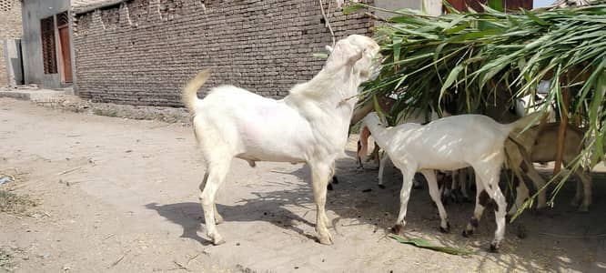 breader male goat for sale کیٹا بکرہ