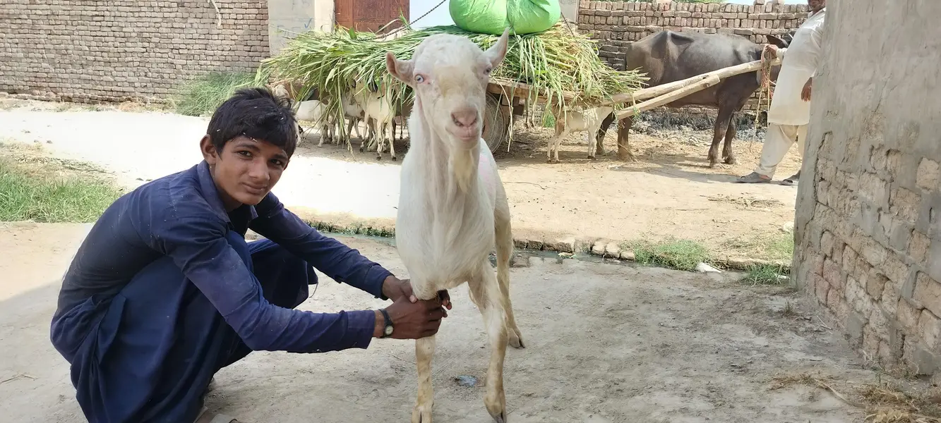 breader male goat for sale کیٹا بکرہ — photo 2