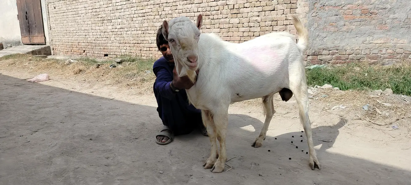 breader male goat for sale کیٹا بکرہ — photo 3