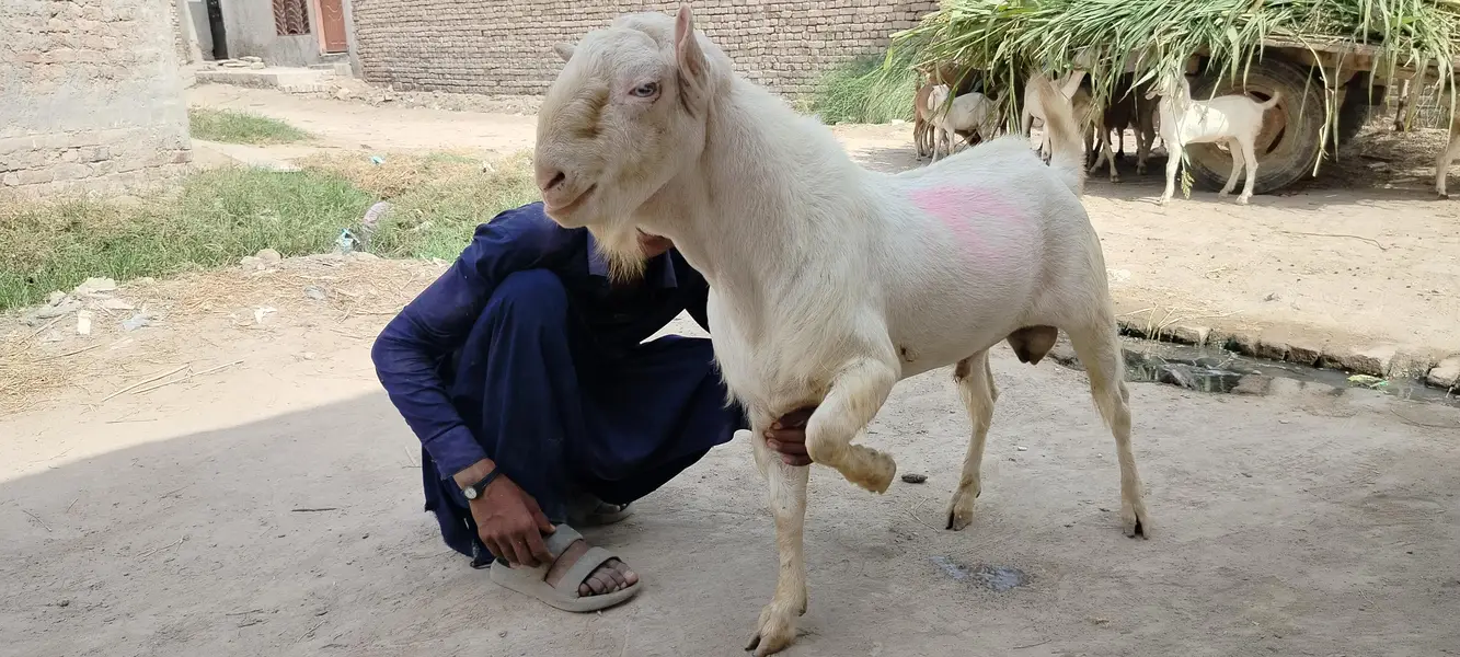 breader male goat for sale کیٹا بکرہ — photo 4