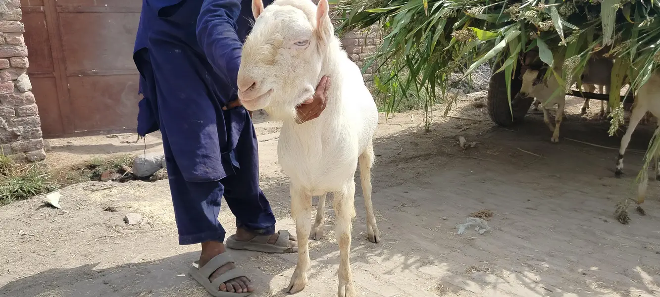 breader male goat for sale کیٹا بکرہ — photo 5