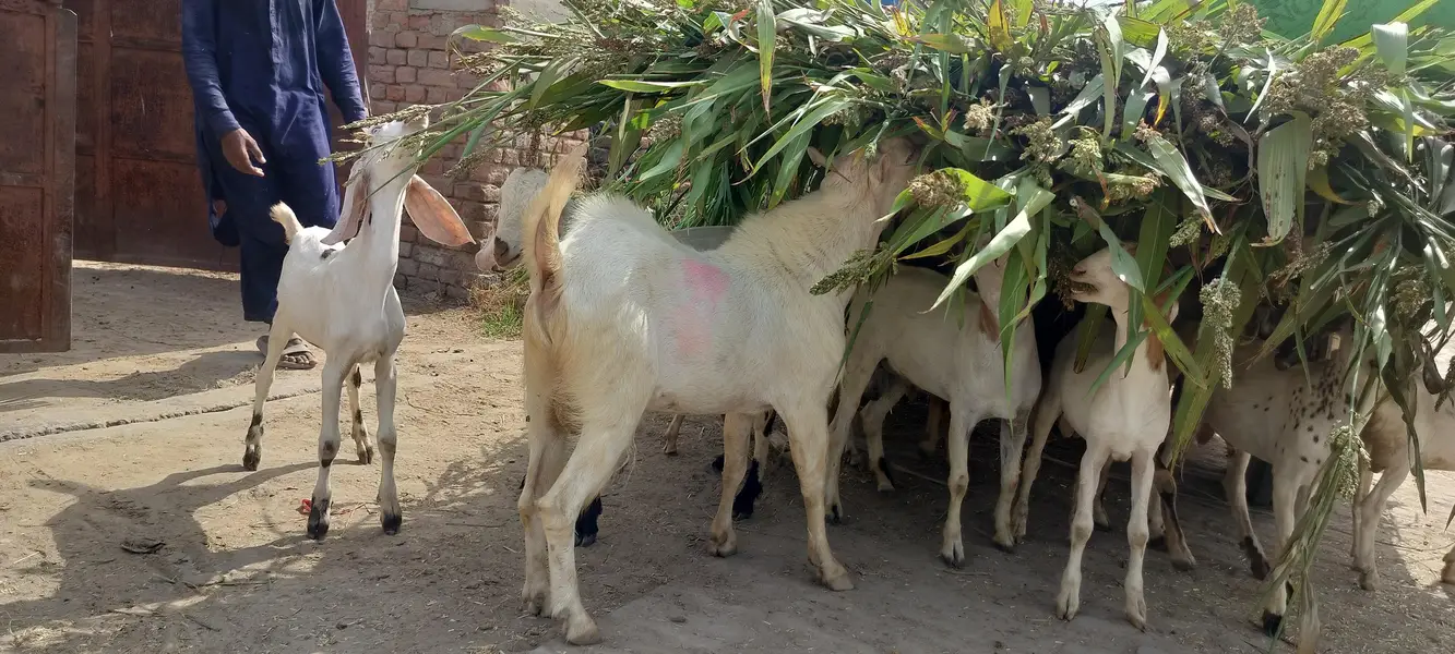 breader male goat for sale کیٹا بکرہ — photo 6