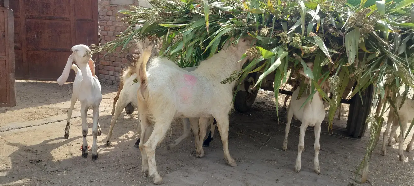 breader male goat for sale کیٹا بکرہ — photo 7