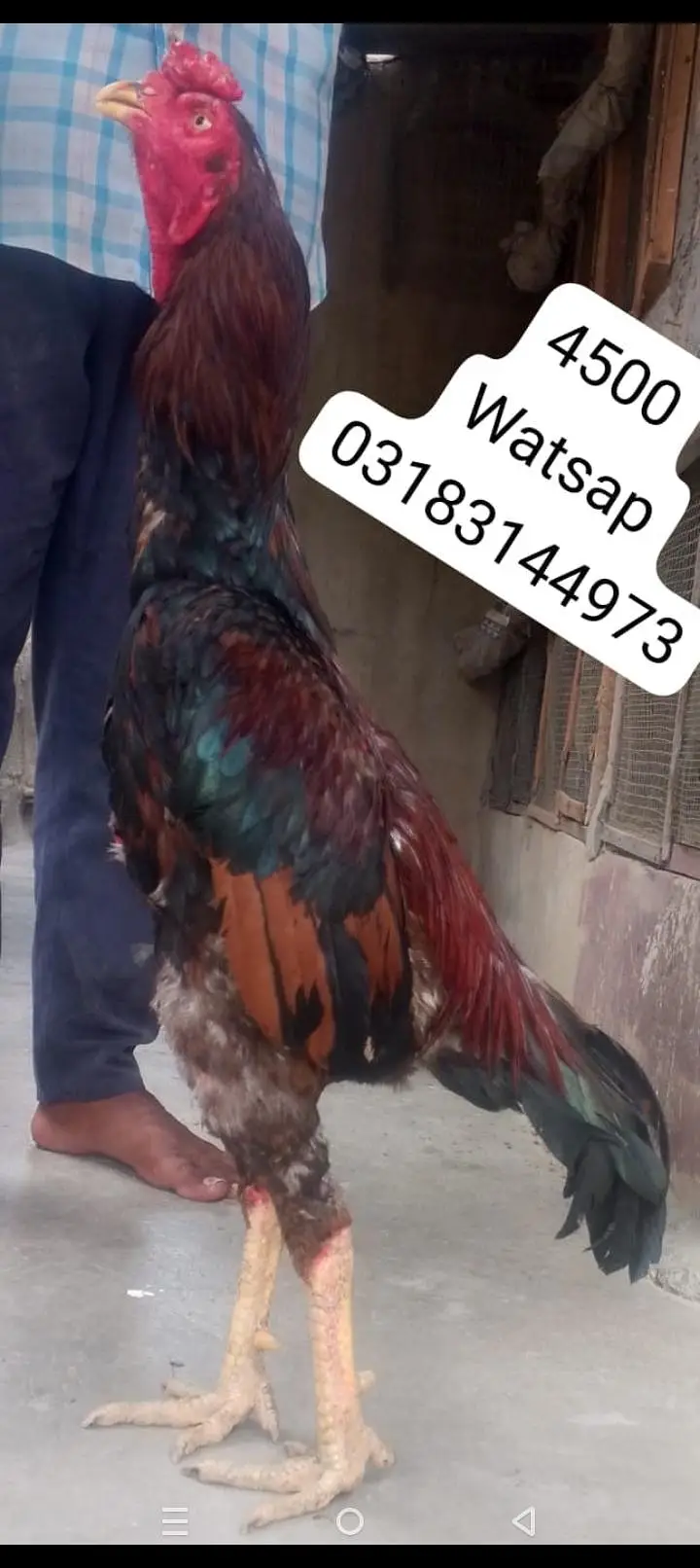 aseel murga | aseel murgi | murga — photo 4